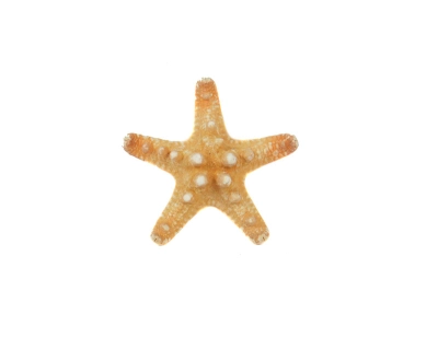 Adorno estrella de mar